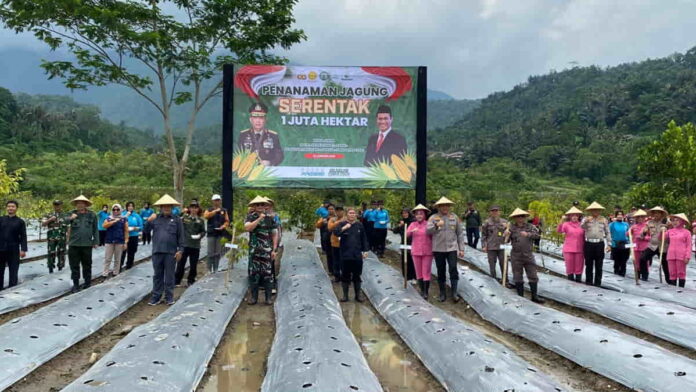 Lahan kering ditanami jagung