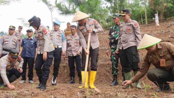 Tanam Jagung