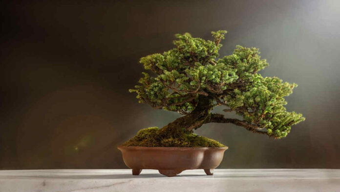 Budidaya Bonsai Sancang dengan Tepat, Bisa Jadi Ide Bisnis