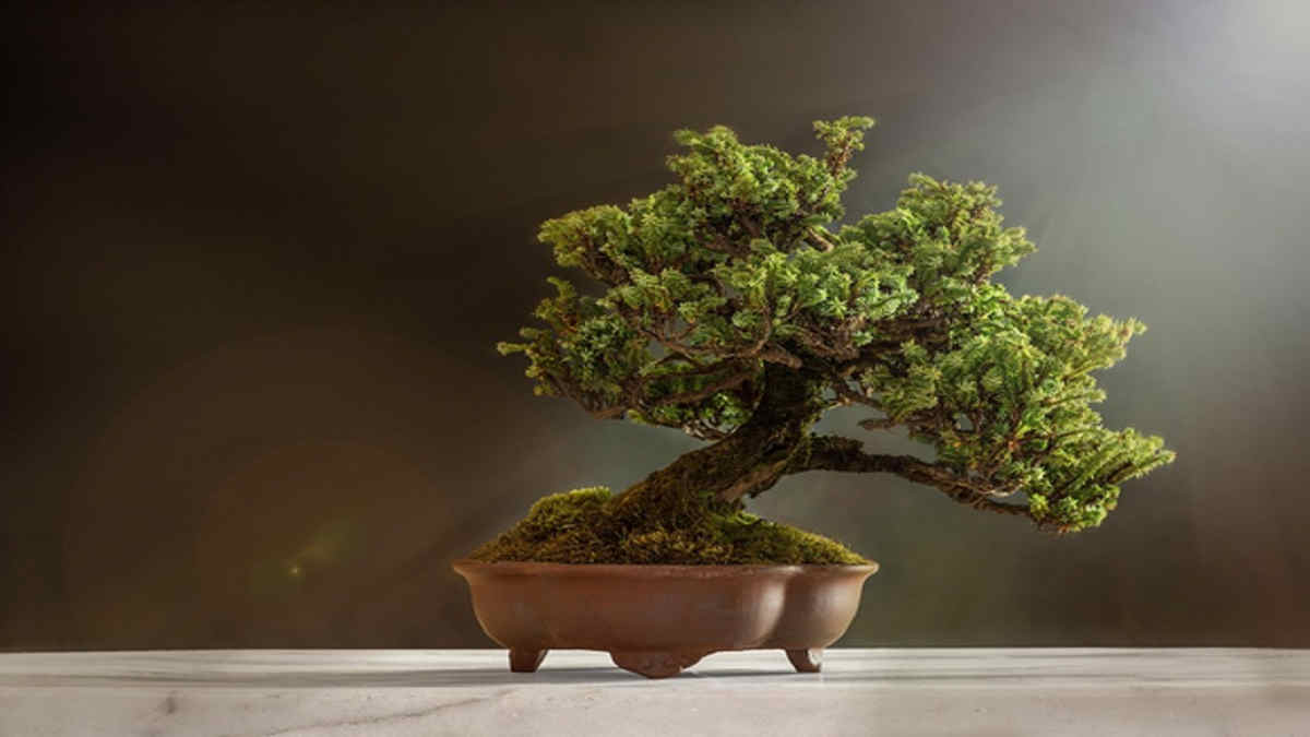 Budidaya Bonsai Sancang dengan Tepat, Bisa Jadi Ide Bisnis