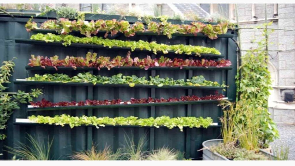 Inspirasi Desain Kebun Sayur Belakang Rumah Agar Tampil Cantik