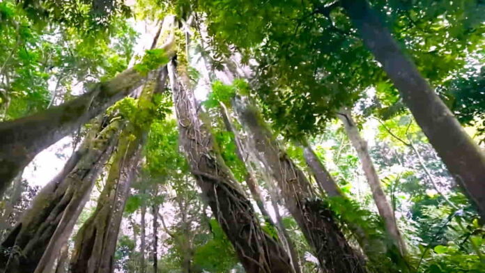 Pohon Nunuk di Situ Sangiang Majalengka