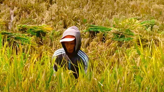 Produksi Padi Majalengka Anjlok akibat Cuaca Ekstrem dan Hama Tikus