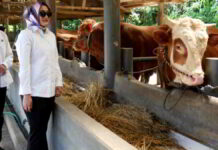 Anggota DPR RI Rina