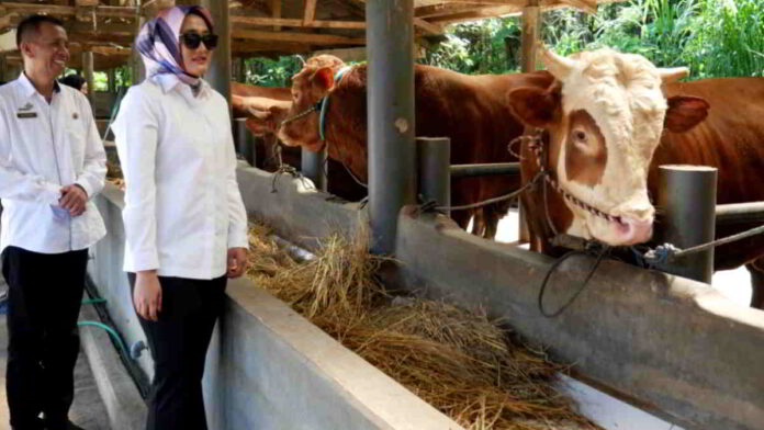 Anggota DPR RI Rina