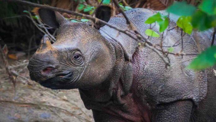 Apa Nama Ilmiah Baru Badak Jawa, Simak Ulasannya