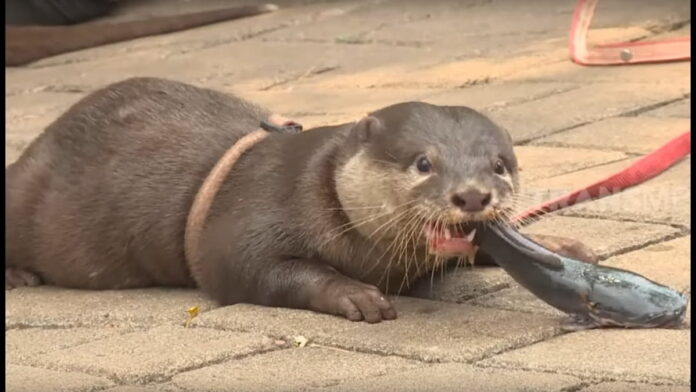 Cara Ternak Otter, Peluang Usaha Ternak yang Potensial