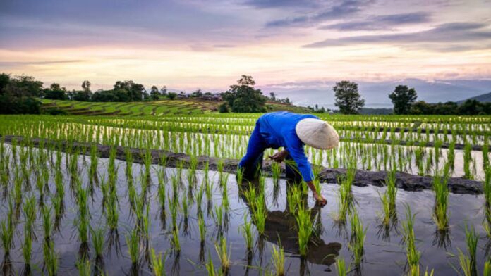 Ingin Memulai Bisnis Gadai Sawah Pahami Dulu Aturannya.