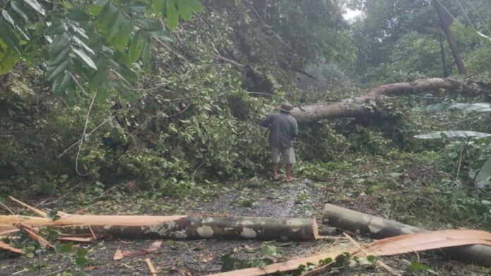 Pohon kiara berusia ratusan tahun tumbang di Langkaplancar Pangandaran