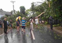 Pohon tumbang motor