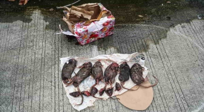 Tempo kini dapat kiriman bangkai tikus