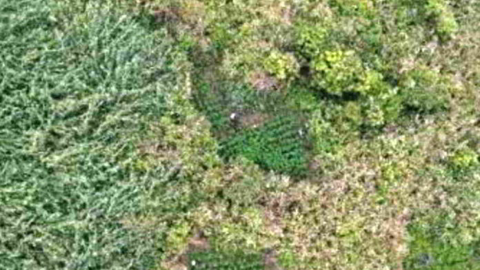 Ladang Ganja di Taman Nasional