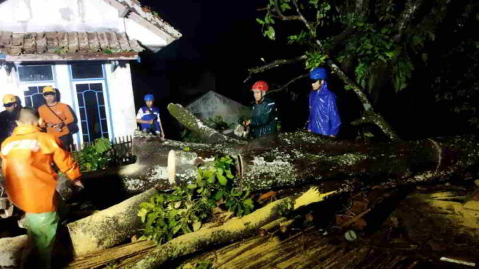 Pohon Petai Tumbang Timpa