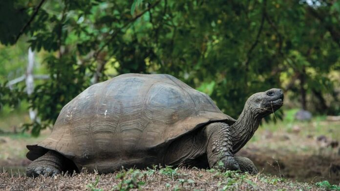 Asal Kura Kura Galapagos, Keajaiban Alam yang Jadi Simbol Keberlanjutan Ekosistem