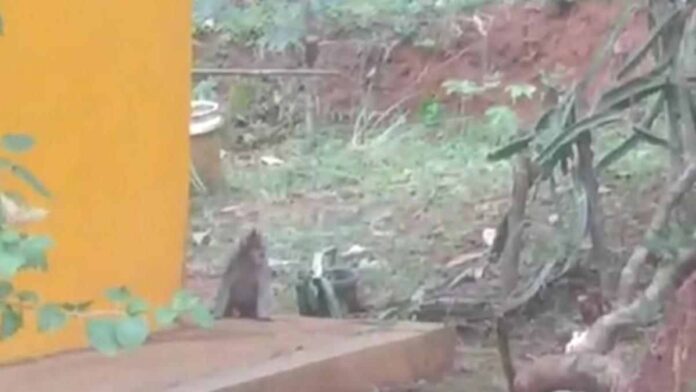Gerombolan Monyet Serbu Permukiman di Lumbung Ciamis, Warga Resah dan Takut