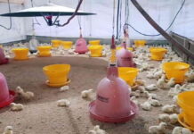 Harapan Peternak di Kota Banjar Pasca Harga Daging Ayam Turun Drastis