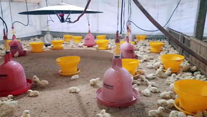 Harapan Peternak di Kota Banjar Pasca Harga Daging Ayam Turun Drastis