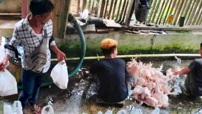 Harga Ayam Broiler
