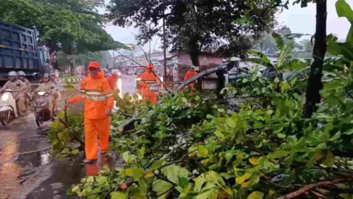Pohon Tumbang di Sumedang