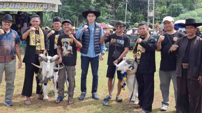 Liga Ketangkasan Domba Garut di Sumedang