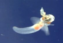 Mengenal Kupu-Kupu Laut, Hewan Cantik yang Menjelajahi Lautan