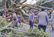Pohon Beringin Besar Tumbang di Garut, Tutup Akses Jalan Provinsi Hingga Timpa Beberapa Kendaraan