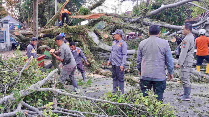 Pohon Beringin Besar Tumbang di Garut, Tutup Akses Jalan Provinsi Hingga Timpa Beberapa Kendaraan