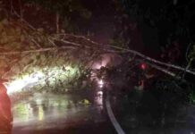 Pohon Tumbang Sempat Tutup Jalan Raya Pamarican Ciamis
