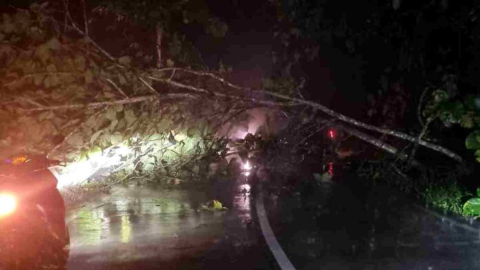 Pohon Tumbang Sempat Tutup Jalan Raya Pamarican Ciamis
