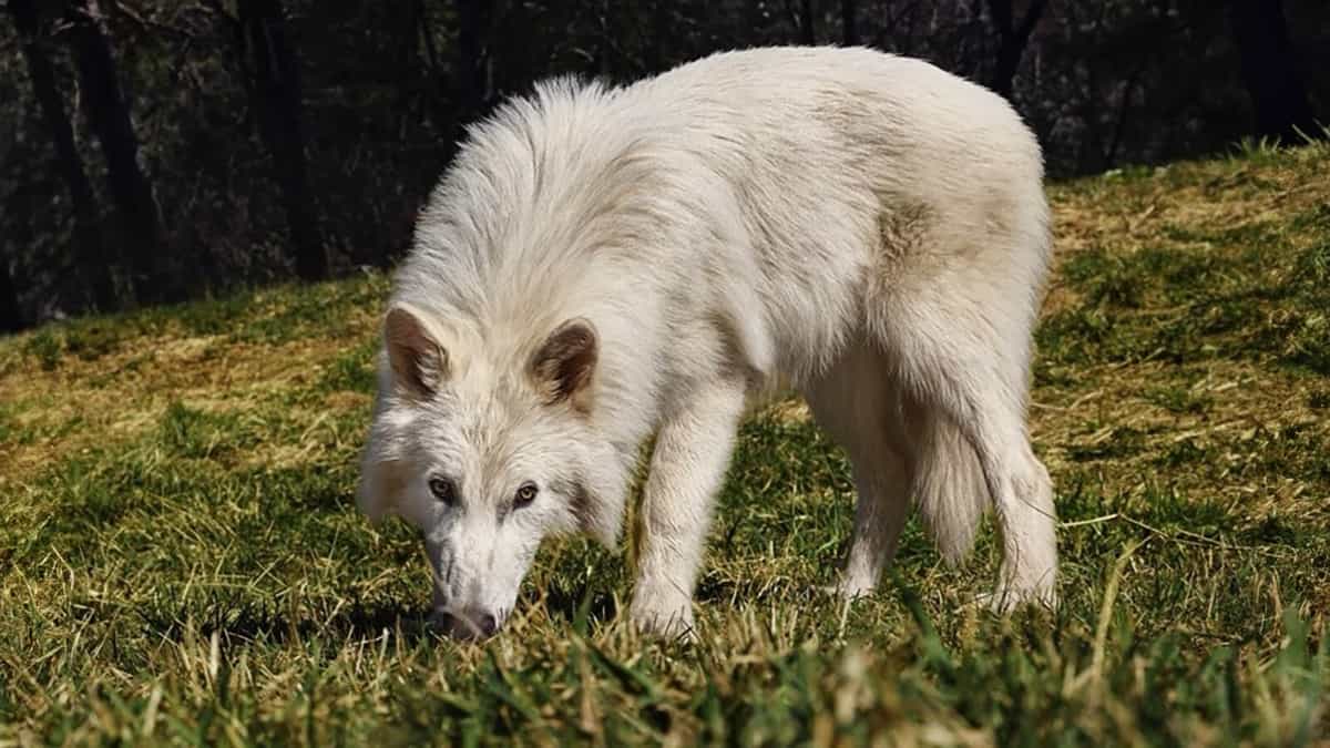 Serigala Purba Dire Wolf, Kebangkitan Sang Predator Zaman Es