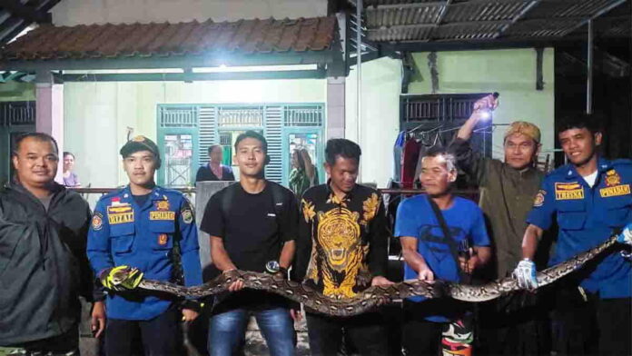 Ular Sanca Menyelinap di Atap Kandang Ayam Warga Ciamis Sempat Bikin Geger, Damkar Turun Tangan