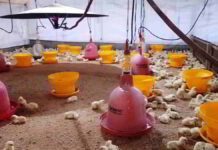 Peternak Ayam Terancam Merugi