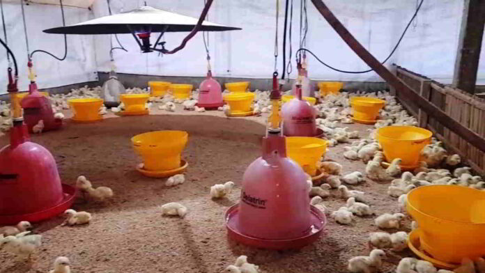 Peternak Ayam Terancam Merugi