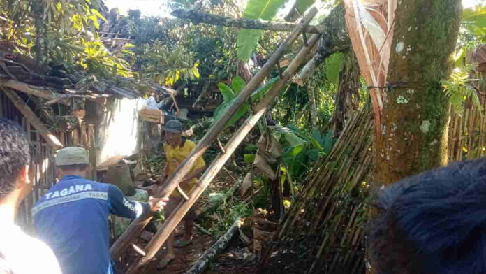 dua rumah tertimpa pohon