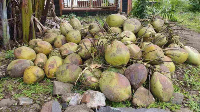 Sejak 2 Minggu Terakhir Harga Kelapa di Ciamis Tembus Rp 8 Ribu per Butir, Petani di Cipaku Sumringah
