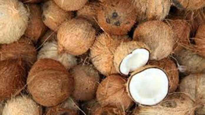 Harga Kelapa di Pangandaran Tembus Rp 8 Ribu Per Butir