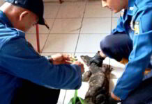 Biawak Besar Masuk Dapur