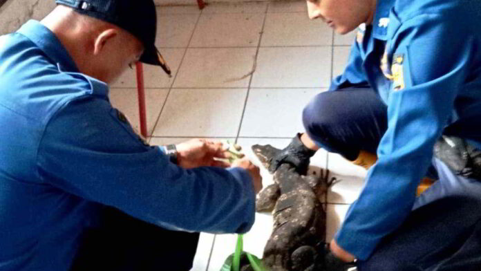 Biawak Besar Masuk Dapur