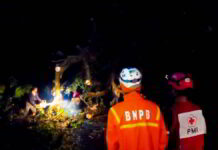 Pohon Kesambi Berukuran Besar