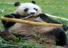 Apa Saja Alasan Panda Makan Bambu, Simak Penjelasannya