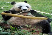 Apa Saja Alasan Panda Makan Bambu, Simak Penjelasannya