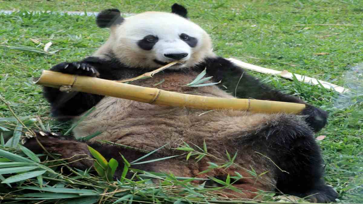 Apa Saja Alasan Panda Makan Bambu? Simak Penjelasannya