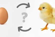 Apakah Telur atau Ayam yang Lebih Dulu Simak Jawabannya Menurut Sains