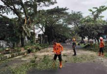 Cegah Pohon Tumbang, BPBD Ciamis Pangkas Puluhan Pohon Rawan Bahaya