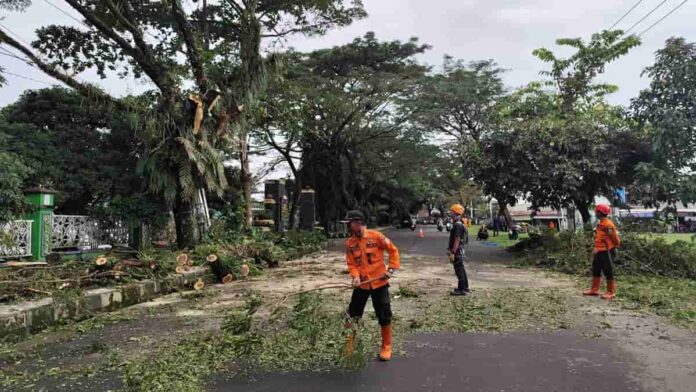 Cegah Pohon Tumbang, BPBD Ciamis Pangkas Puluhan Pohon Rawan Bahaya