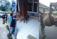 Seekor Babi Hutan di Ciamis Bikin Geger, Masuk Rumah Hingga Serang Warga Sampai Masuk Klinik