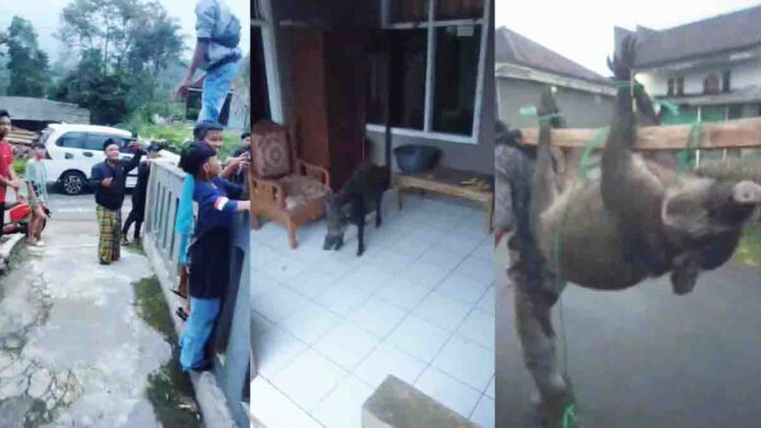 Seekor Babi Hutan di Ciamis Bikin Geger, Masuk Rumah Hingga Serang Warga Sampai Masuk Klinik