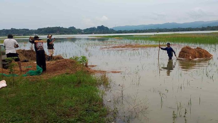 Kuwu Desa Paledah