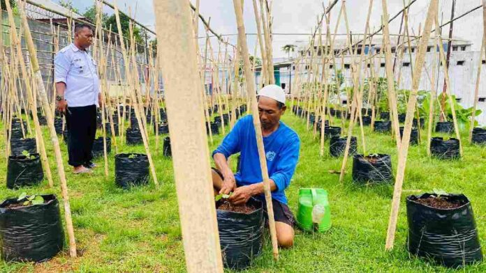 Budidaya Pertanian Melon Madesta Ala Warga Binaan Lapas Banjar