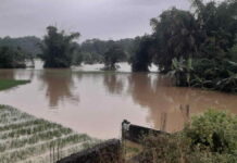 Dinas Pertanian Data Lahan yang Terendam Banjir di Panumbangan dan Cihaurbeuti